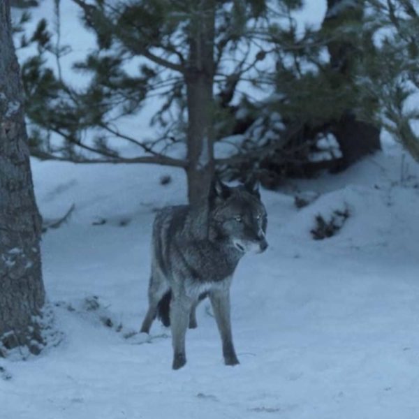 Morton’s Fork (2014) Fargo: 01×10 – Matt Shakman