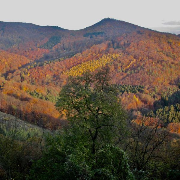 Symphony No. 6 in F Major, Op. 68 (1808) – Ludwig van Beethoven