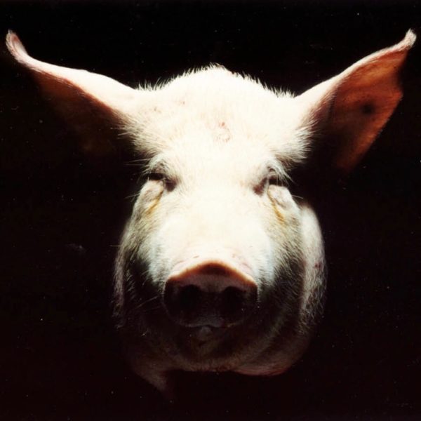 First Kill (2001) – Coco Schrijber