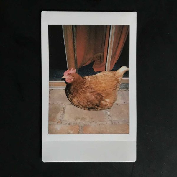 Fuck it. Why not? – The Sandino Chronicles