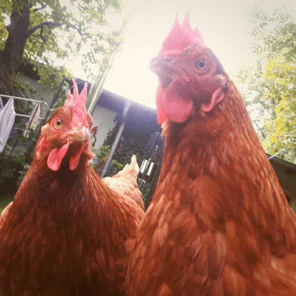 Sandino World Improvement Network – Berlin, Germany